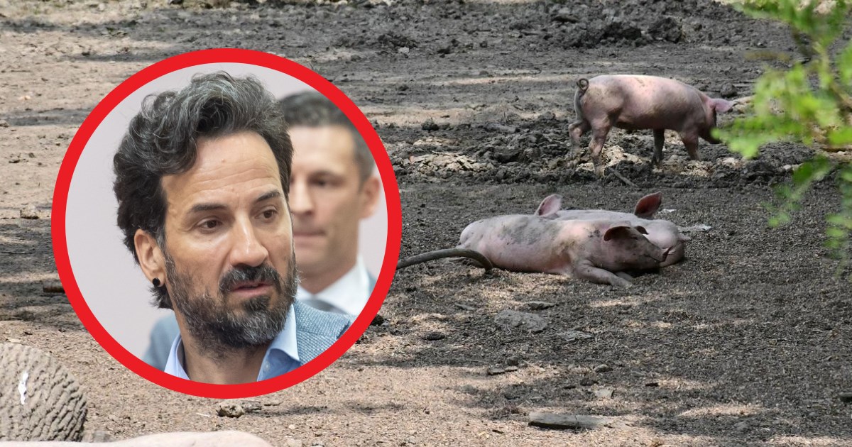 Mostov Miletić: Nemamo nikakav razvoj i strategiju svinjogojstva