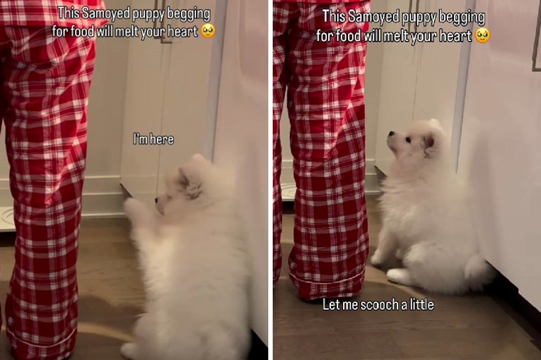 Snimka nestrpljivog štenca koji čeka hranu osvojila je internet