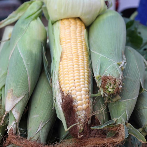 Trgovinski sporazum sa SAD‑om spustio cijene kukuruza i soje u Indiji