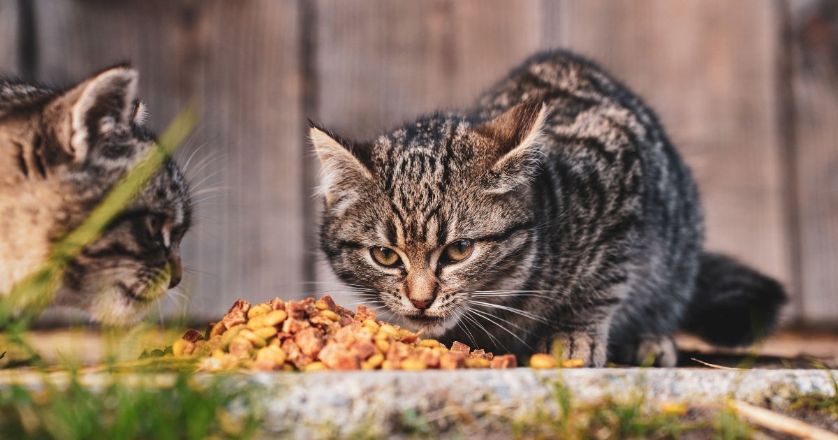 Pet znakova da prekomjerno hranite svoju mačku