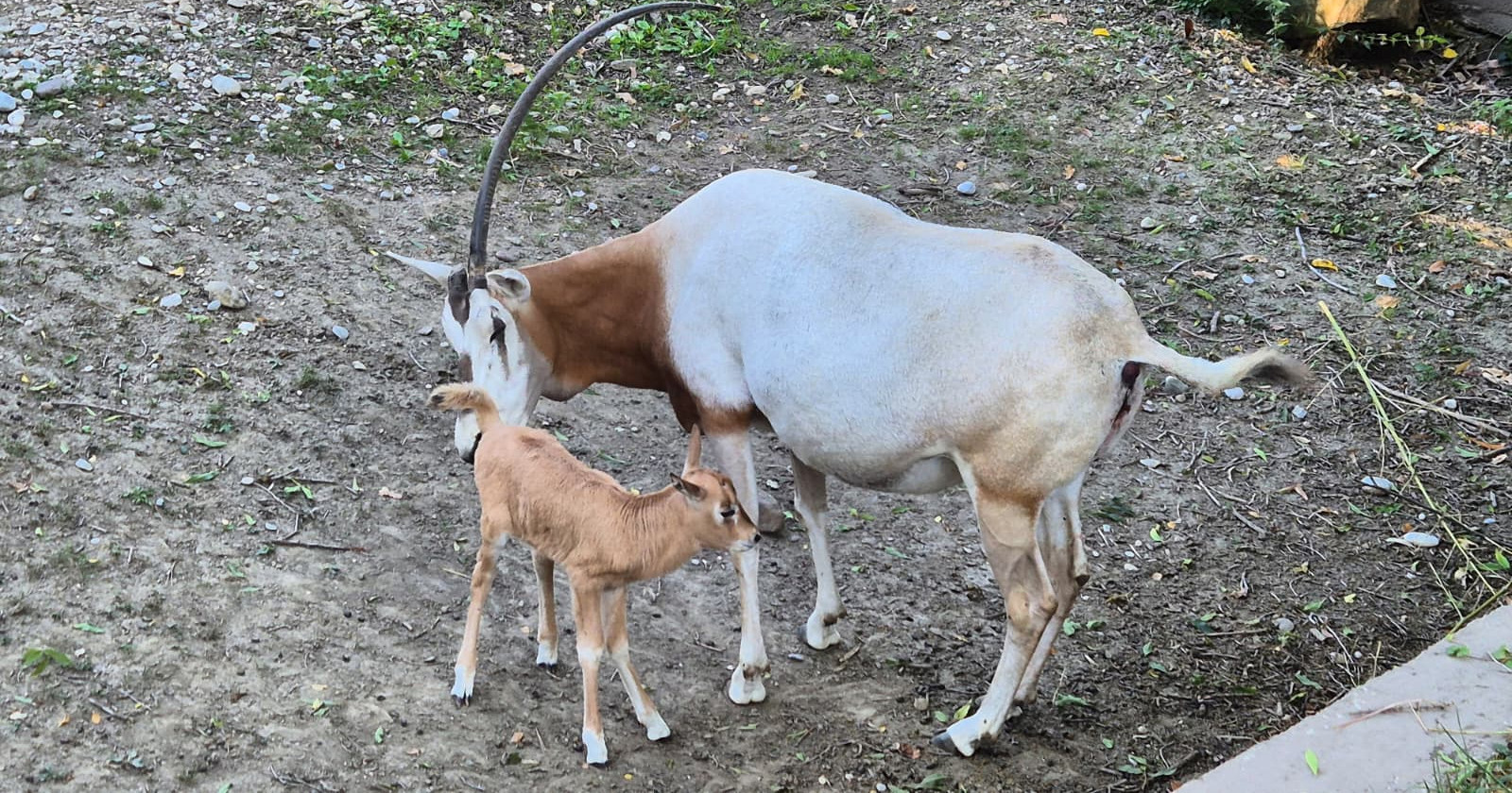 Rekordan uzgoj oriksa u ZOO Zagreb: Stiglo treće mladunče ove godine
