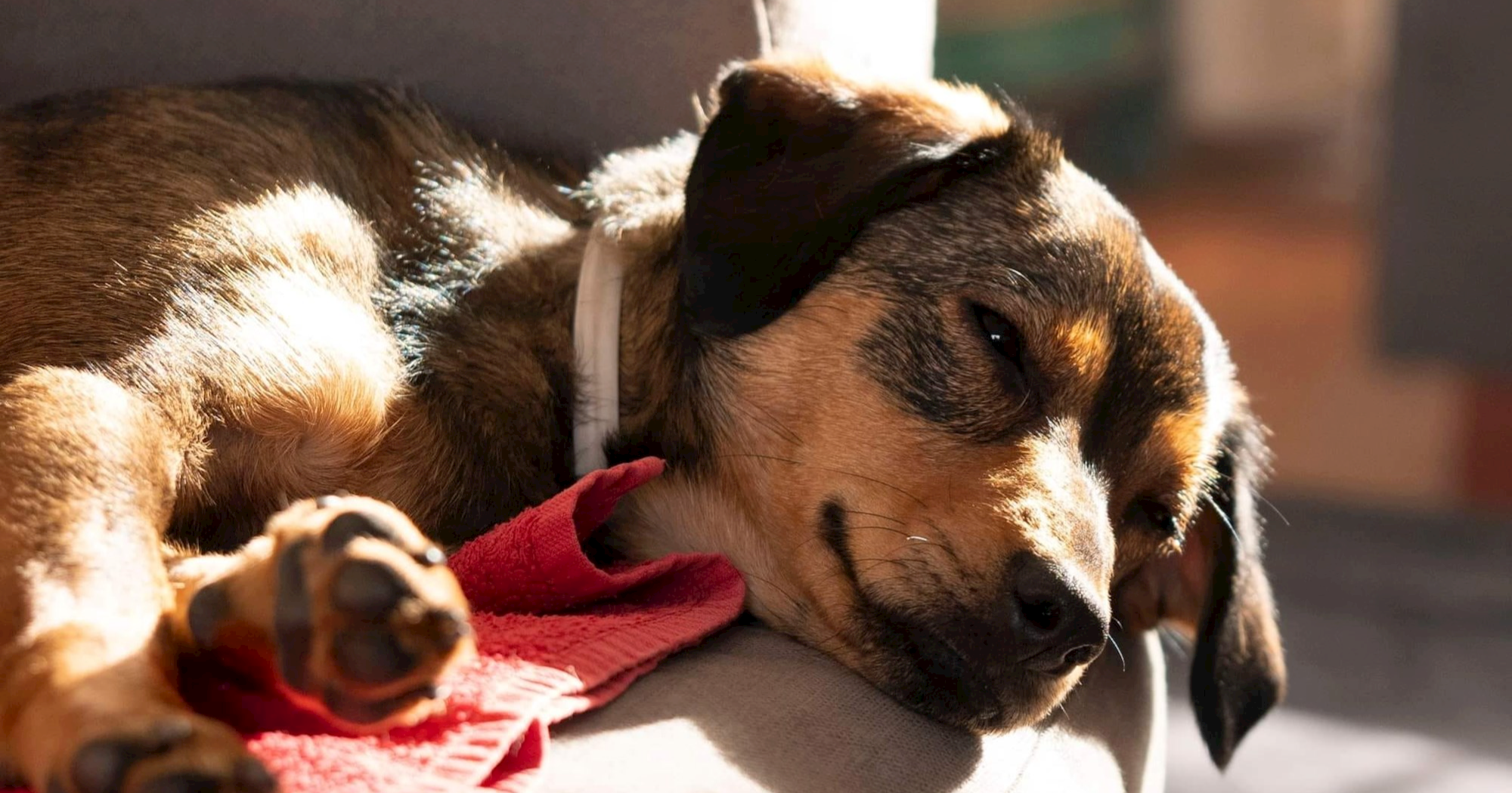 Mara je zahvaljujući volonteru Dumovca dobila novo ime i novu šansu za život