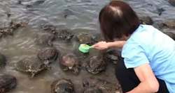 Žena počela četkati kornjaču u botaničkom vrtu, a onda se dogodilo nešto čudesno