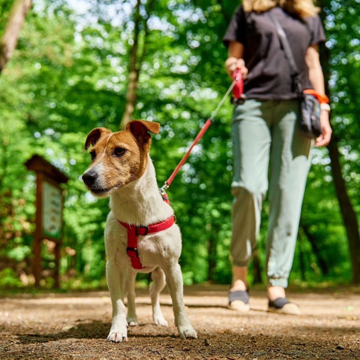 Jednostavan trik koji pomaže psima da ignoriraju smetnje u šetnji