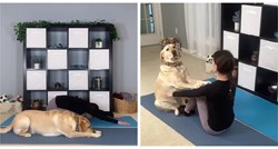 Vlasnica pokazala kako ona i njezin pas zajedno vježbaju jogu, video je hit