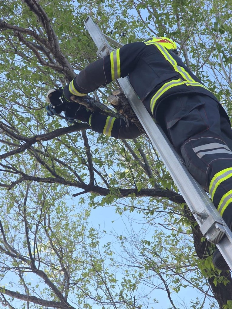 Makarski vatrogasci sa stabla "spašavali" plišanog psića