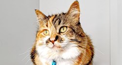 Ovu mačku zbog jedinstvenog krzna na internetu prate tisuće ljudi: "Veličanstvena je"