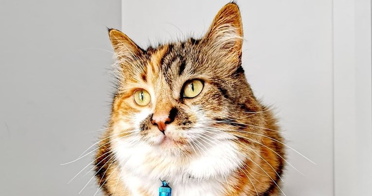 Ovu mačku zbog jedinstvenog krzna na internetu prate tisuće ljudi: "Veličanstvena je"