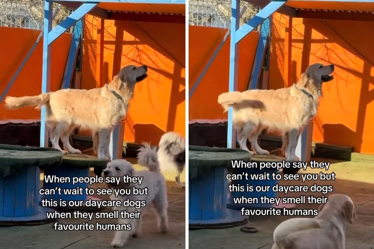 Retriver prepoznao omiljenu osobu po mirisu prije nego što ju je vidio, video je hit