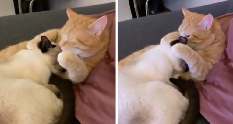 Ovaj ljubavni video dviju maca popravit će vam dan
