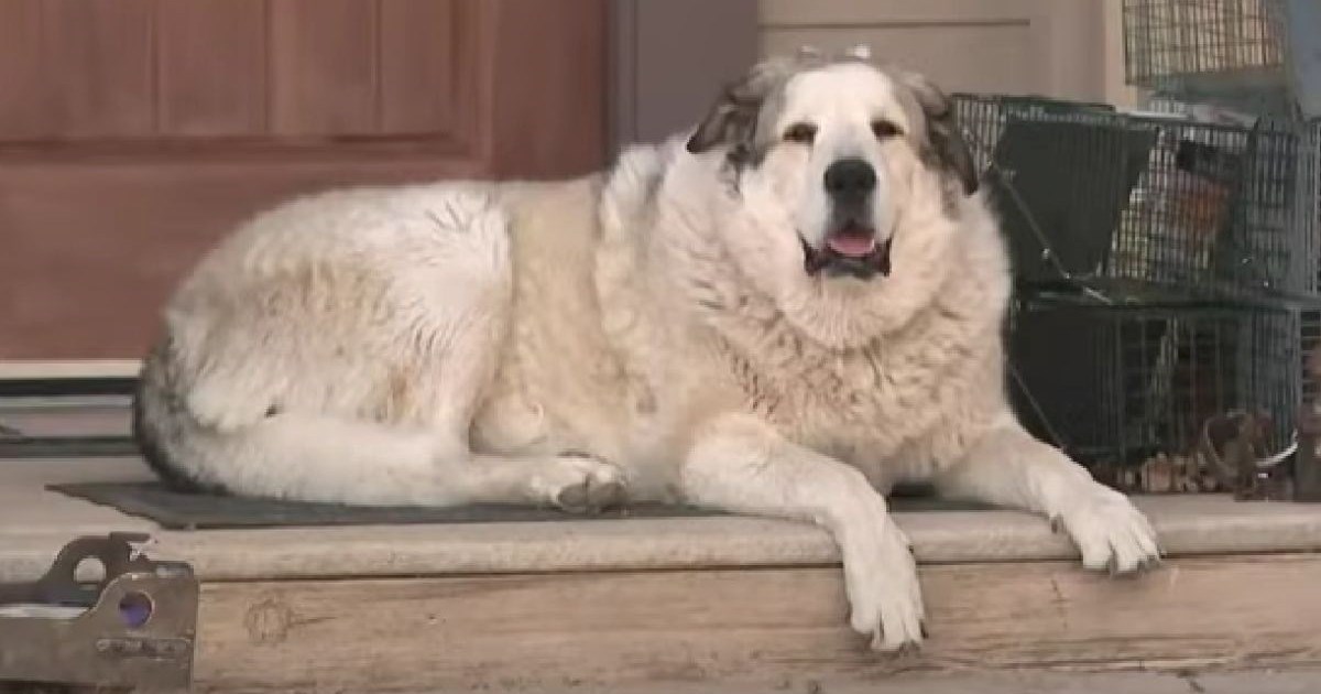 Nestali dječak (2) hodao 11 kilometara kroz divljinu u Arizoni, spasio ga pas