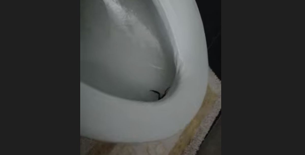 Tek kad je ustala sa zahodske školjke, primijetila je što je upuzalo unutra