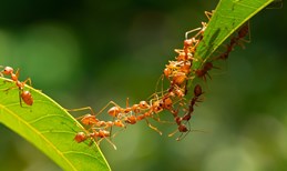 Znanstvenici izračunali koliko je otprilike mrava na Zemlji