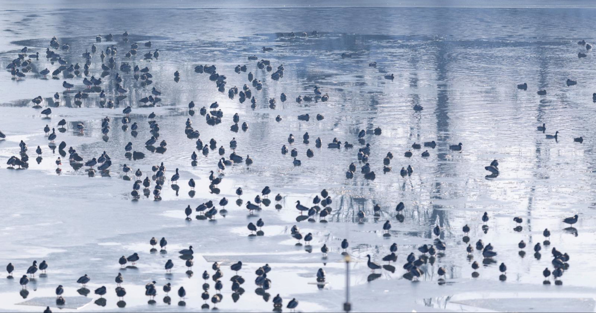 FOTO U Kopačkom ritu ptice odmaraju na zaleđenim dijelovima vode