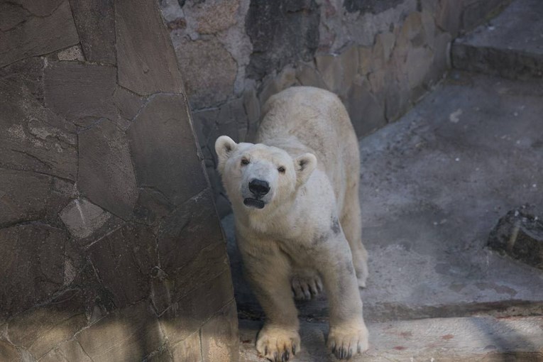 Ljudi iz cijelog svijeta sad mogu pomoći bombardiranom ukrajinskom zoološkom vrtu