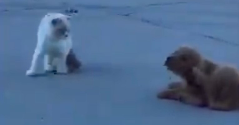 Psić nespretno pokušava uhoditi mačku i to je najslađa snimka koju ćete danas vidjeti