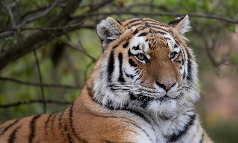 WWF: U Nepalu se udvostručio broj tigrova