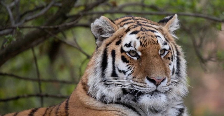 WWF: U Nepalu se udvostručio broj tigrova
