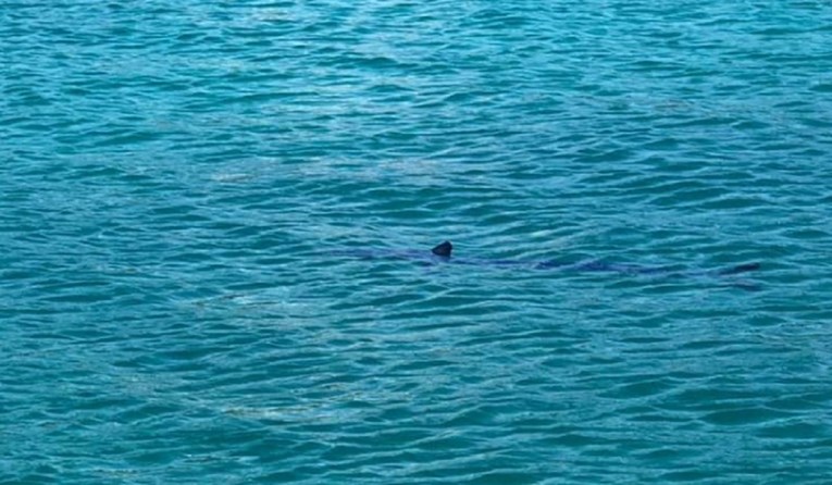 VIDEO Uz plažu u Dubrovniku snimljen morski pas. Ljudi u strahu, stigla policija