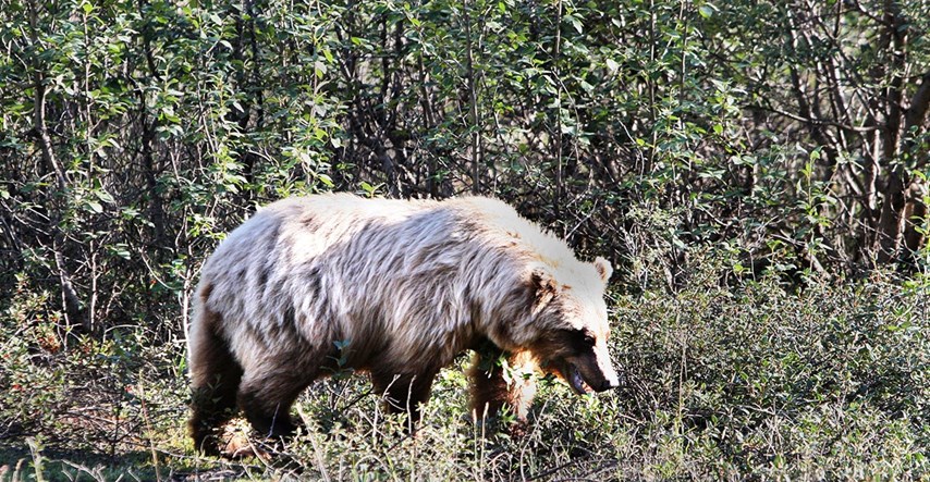 Grizli ubio dvoje izletnika u kanadskoj Alberti