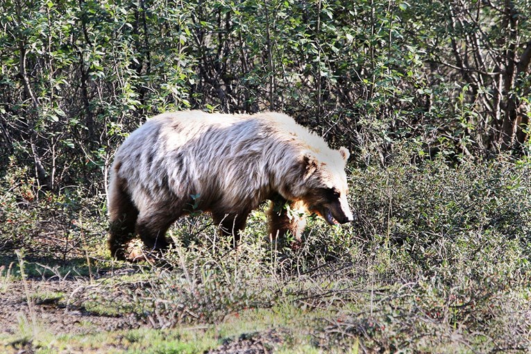 Grizli ubio kanadski par i njihovog psa u nacionalnom parku u Kanadi