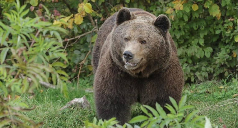 Medvjeda u Italiji optužili da je napadao ljude, pronađen je mrtav