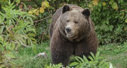 U Italiji pronađeni ostaci medvjeda koji je navodno napadao ljude