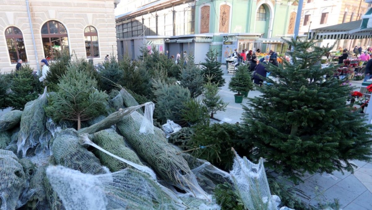 ANKETA Hoćete li okititi prirodni ili plastični bor?