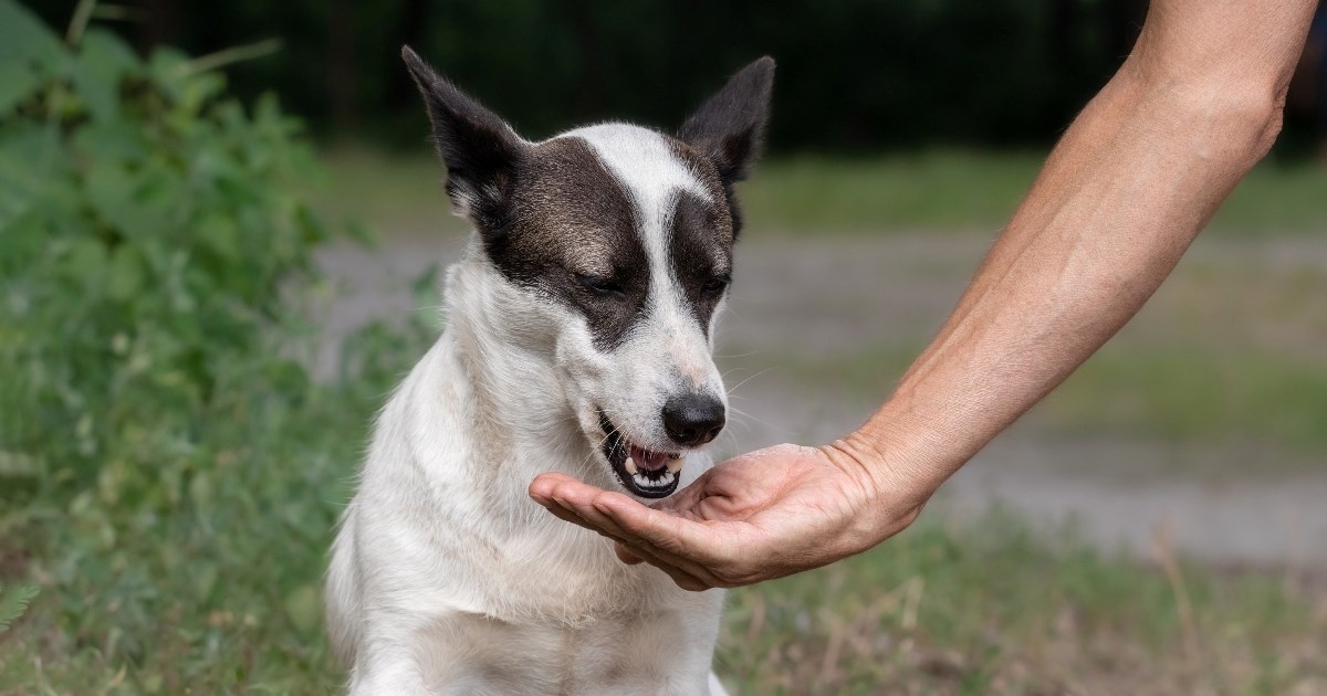 Veterinar upozorava: Ovo popularno voće može biti kobno za vašeg psa