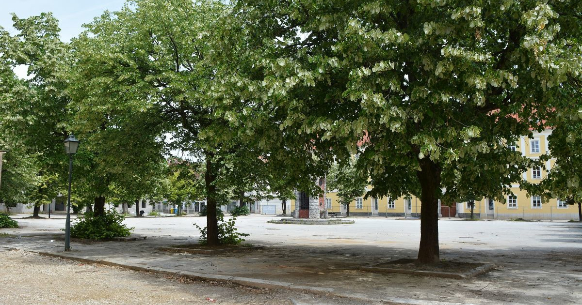 Karlovčani najavili prosvjed protiv rušenja lipa s gradskog trga