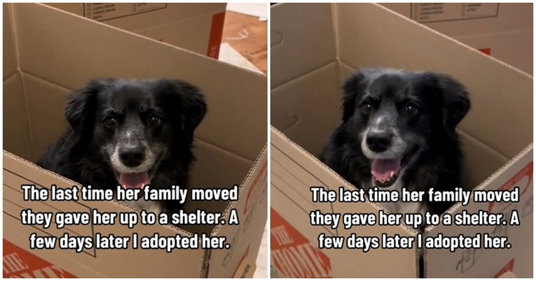 Ova kujica je napuštena tijekom selidbe, evo kako je reagirala na novu selidbu