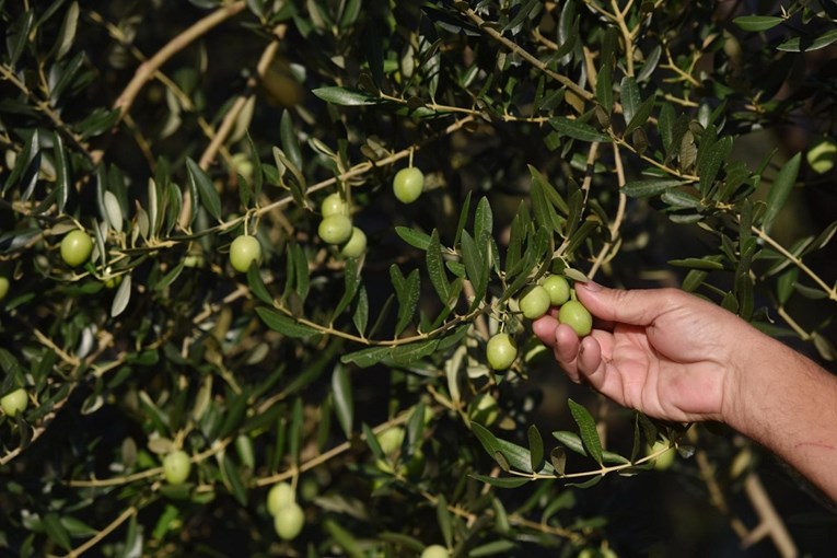 Istra ponovno najbolja svjetska regija za ekstra djevičansko maslinovo ulje