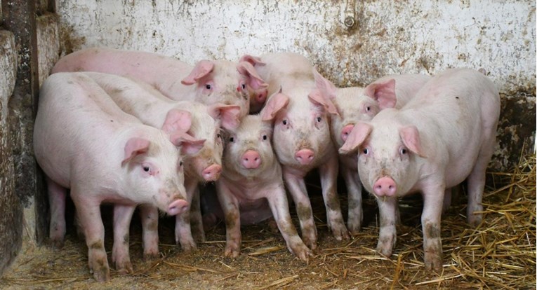 Novi slučajevi afričke svinjske kuge u Erdutu. "Nesmetano cirkulira na tom području"