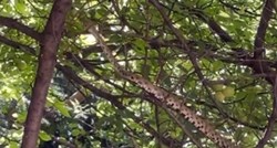 FOTO Ogromna zmija bila u krošnji drveta u centru Beograda