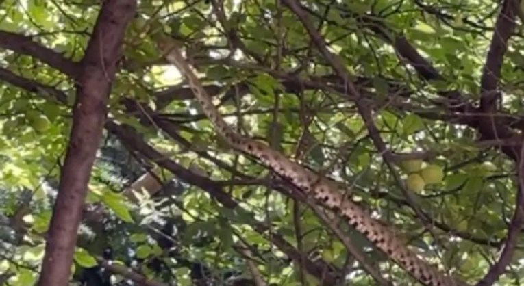 FOTO Ogromna zmija bila u krošnji drveta u centru Beograda