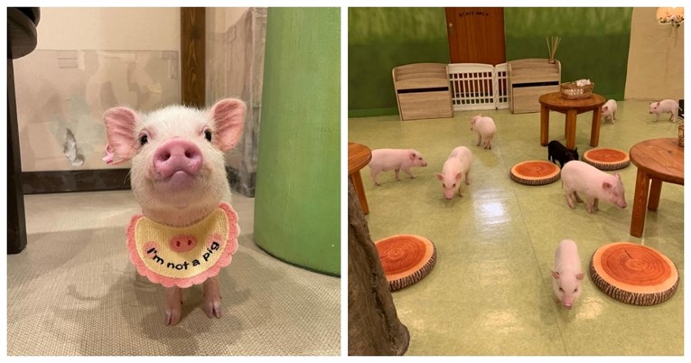 U ovom japanskom kafiću glavna atrakcija su mini svinje koje znaju goste i ugristi 