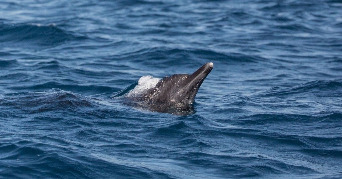 Što delfini rade ispod površine mora? Njihov izmet otkriva odgovore