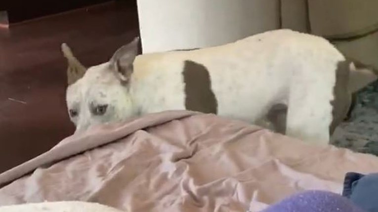 Pas dosjetljivim trikom nasamario brata i zauzeo njegovo mjesto na kauču