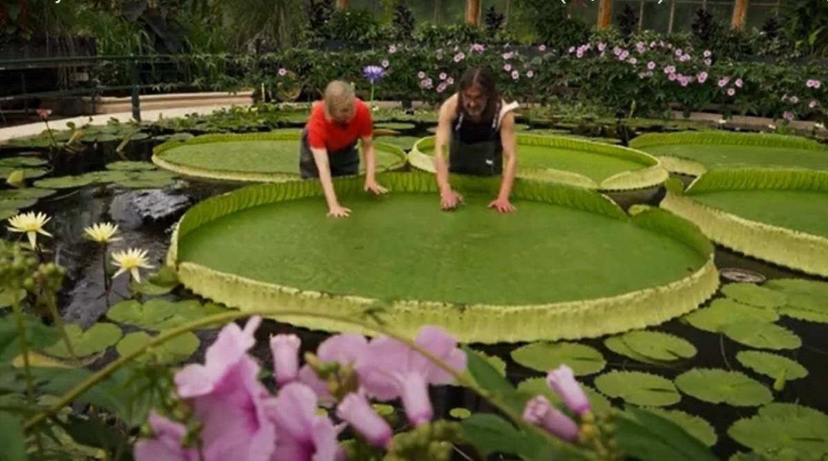 VIDEO Otkrivena nova vrsta divovskog lopoča, radi se o najvećem lopoču na svijetu