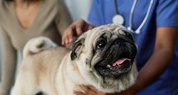 Vlasnici u strahu, zaraženi psi umiru od misteriozne bolesti