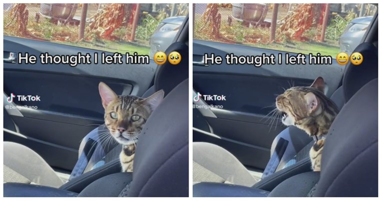 Ostavila svog ljubimca samog u automobilu pa ga snimala. Reakcija mačka je hit