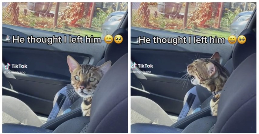 Ostavila svog ljubimca samog u automobilu pa ga snimala. Reakcija mačka je hit