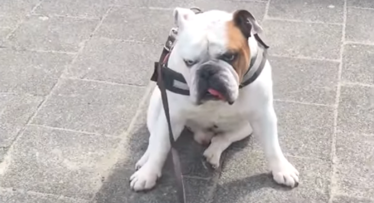 Bulldog odlučio leći usred šetnje i ne pomicati se. Razlog je urnebesan