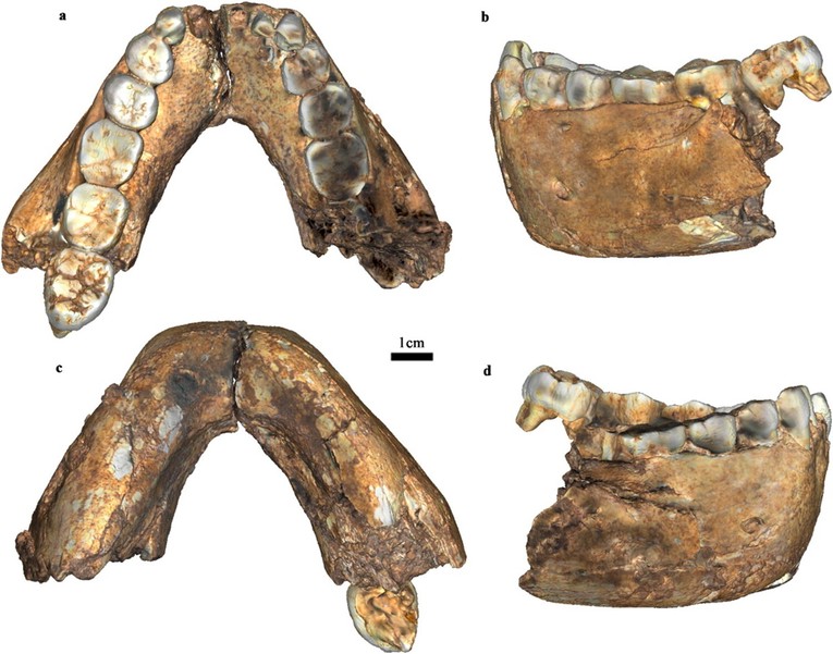 Homo erectus je 200.000 godina stariji nego što se mislilo