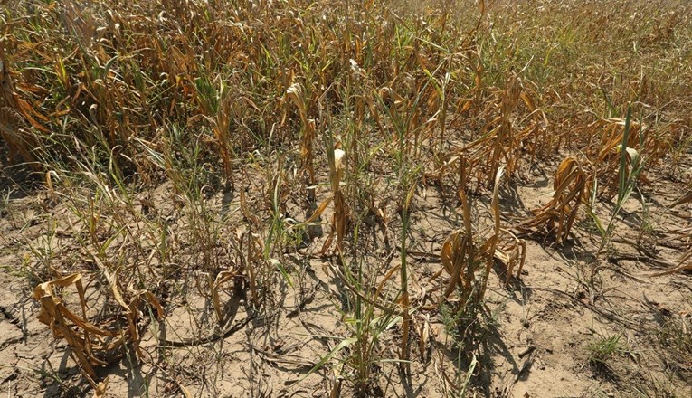 Na području Varaždina proglašena prirodna nepogoda zbog suše
