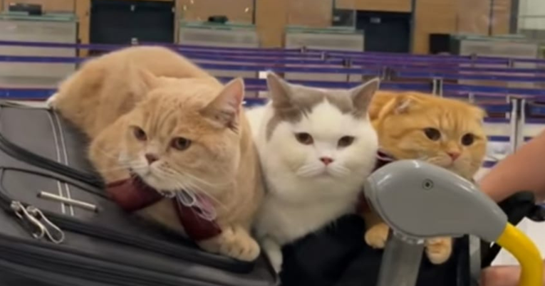 Pokazao kako putuje svijetom s tri mace, ljudi iznenađeni kako se ponašaju u avionu