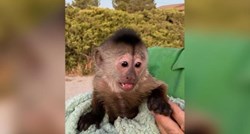 Policija došla u zoološki vrt nakon što je majmun slučajno nazvao 911