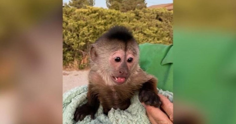 Policija došla u zoološki vrt nakon što je majmun slučajno nazvao 911
