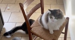 Vlasnica premjestila stolac, njezine mačke se oduševile