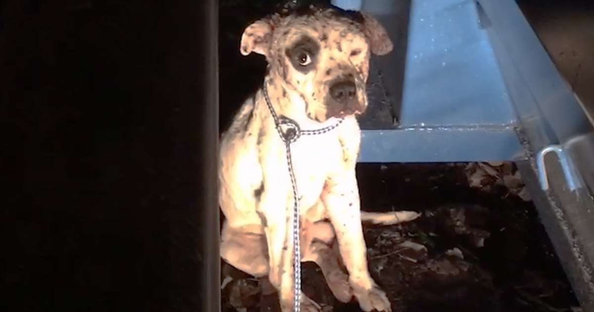 Pit bul je služio kao mamac u borbama, bio je prestravljen kada su ga spasili